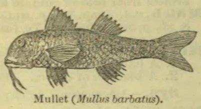 An illustration of a fish with spiny dorsal fins and a forked tail.