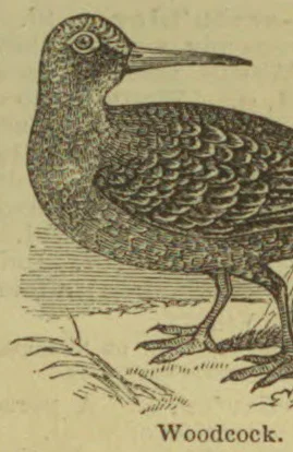 An engraved illustration of a woodcock standing on the ground.