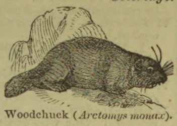 A woodchuck is shown in profile beside a rock.