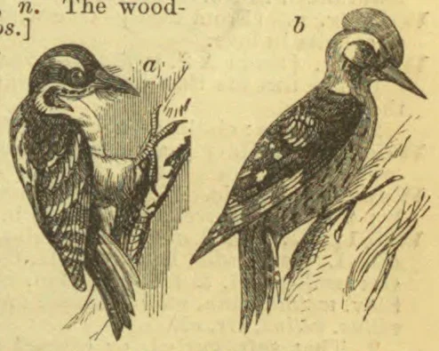 Two woodpeckers are perched on tree branches.