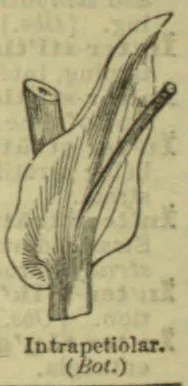 A botanical drawing of a leaf stalk with an intrapetiolar structure.