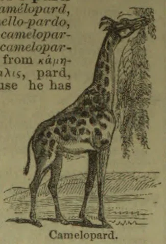 An engraving of a giraffe standing beside a tree.