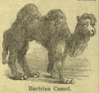 A two-humped Bactrian camel stands in profile.