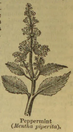 A botanical illustration of a peppermint plant with serrated leaves and a tall flowering stem.