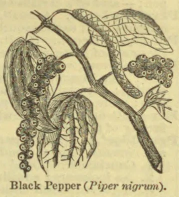 An engraved botanical illustration of a black pepper vine, showing its stems, leaves, and clusters of berries.