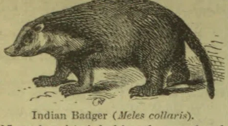 An engraved illustration of an Indian badger standing in profile.