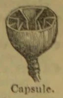 A botanical illustration of a seed capsule on a short stem.