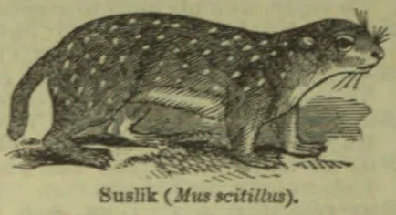 A spotted suslik stands on the ground beside a small mound.