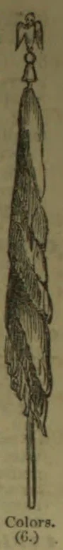 A long, feathery plume attached to a slender shaft.