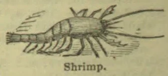 An engraved illustration of a shrimp.
