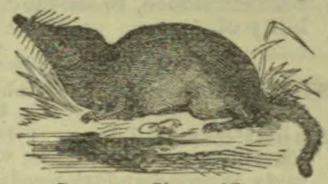 An otter-like animal crouches beside a body of water, with its long tail curving upward.