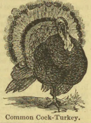 An engraved illustration of a turkey standing in profile with its tail fanned.