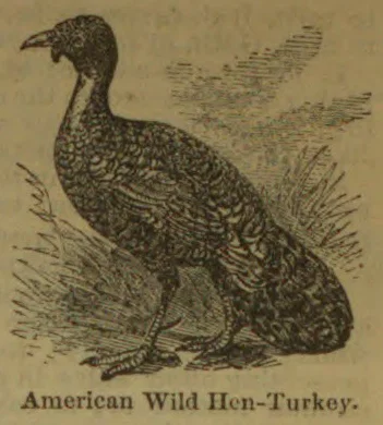 An illustration of an American wild hen turkey standing amid grass.