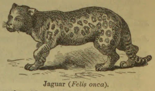 An old engraving of a jaguar walking, shown with spotted fur and a long tail.