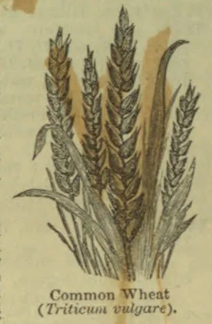 An illustration of several wheat stalks with ears of grain and leaves.
