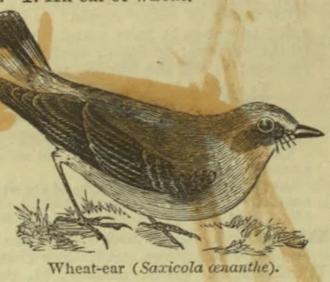 An engraved illustration of a small bird perched on a grassy branch.