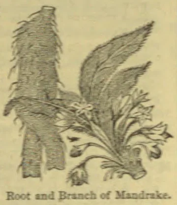 An illustration of a mandrake root and its leafy branch.