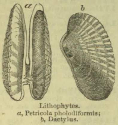 Two lithophytes are shown, with the first depicted in a split view and the second as a ridged shell.