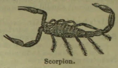An illustration of a scorpion with raised pincers and a curled tail.