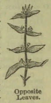 A botanical drawing shows a vertical stem with pairs of opposite leaves at several levels.