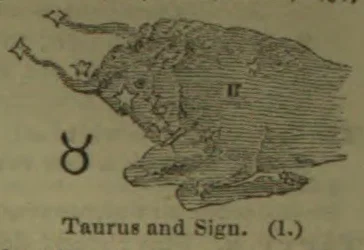 A drawing of a bull with the Taurus zodiac symbol beneath it.
