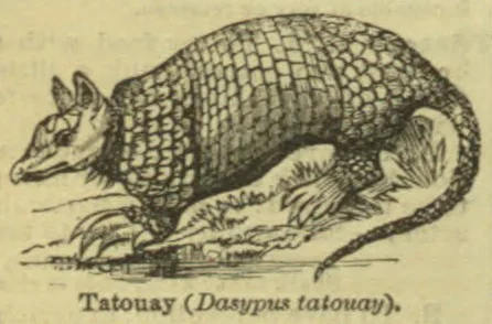 An armadillo with a long, scaled body, pointed snout, and curved tail.