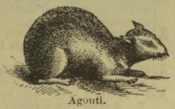 A rodent-like animal is shown crouching on the ground.