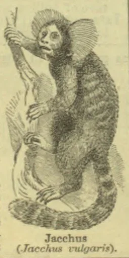 An illustration of a small monkey clinging to a branch, with its long tail curled beneath it.