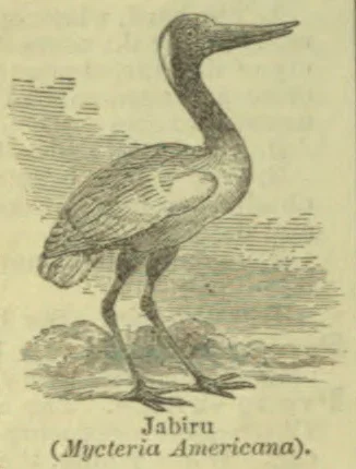 An illustration of a long-legged wading bird with a long, straight bill.