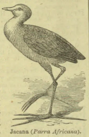 An illustration of a jacana standing on long toes among aquatic plants.