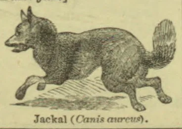 An illustration of a jackal running.