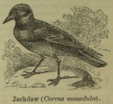 An illustration of a jackdaw standing on the ground among foliage.
