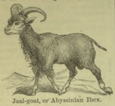 An ibex with large curved horns stands on rocky ground.