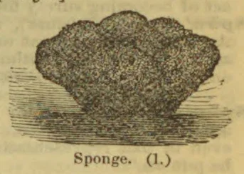 An irregular, rounded mass of sponge is shown above a shaded horizontal surface.