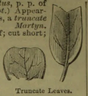 Two leaves with truncate, squared-off tips are illustrated.