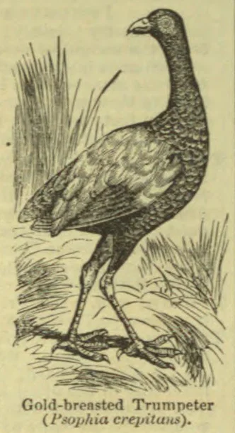An engraved illustration of a long-necked bird standing among grasses.