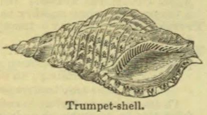 An illustration of a large spiral trumpet shell.