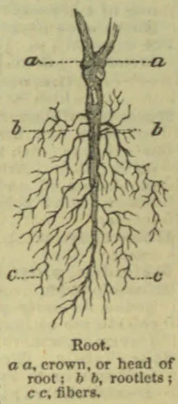A diagram of a root showing its crown or head, rootlets, and fibers.