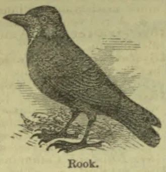 An illustration of a rook standing on the ground.