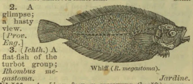 An engraved illustration of a flatfish, shown from the side.