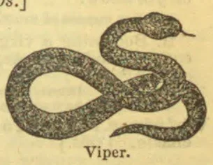 A viper is coiled in a loop with its head raised.