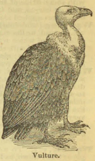 An engraved illustration of a vulture standing with its wings folded.
