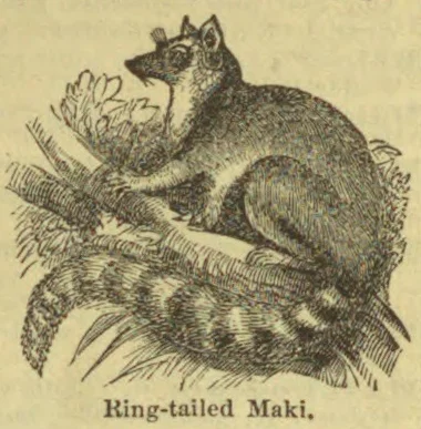 A ring-tailed lemur sits on a tree branch, its long striped tail curled beneath it.
