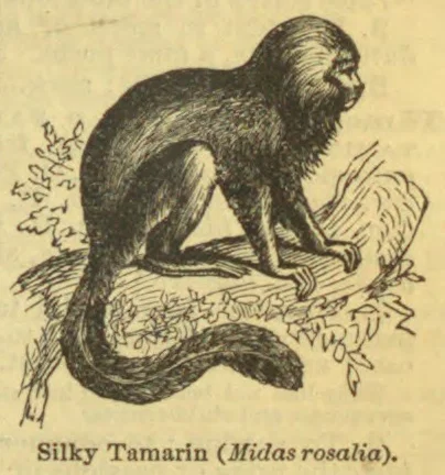An engraving of a silky tamarin crouching on a leafy branch.