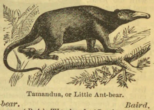 An anteater walks along a branch amid foliage.
