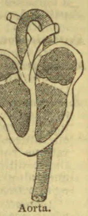 An anatomical illustration of the heart and aorta.