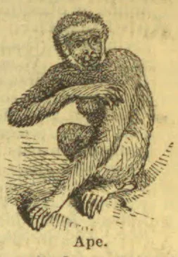An engraved illustration of an ape sitting with one arm resting across its body.