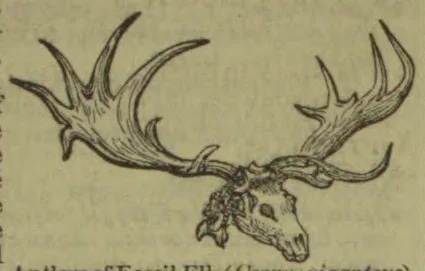 An engraved drawing of a deer-like animal with very large branching antlers.