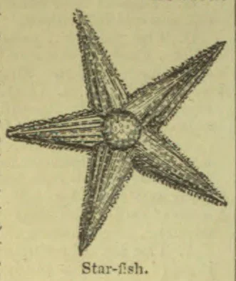 A five-armed starfish is shown.