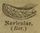 A botanical drawing of a long, boat-shaped leaf with prominent veins.